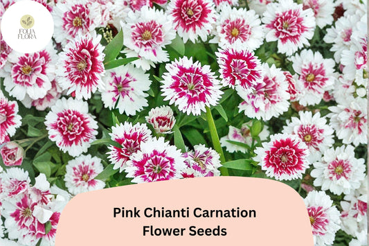 200+ Pink Chianti Carnation Seeds for Garden Planting | Dianthus caryophyllus | Pink & White Bicolor Blooms