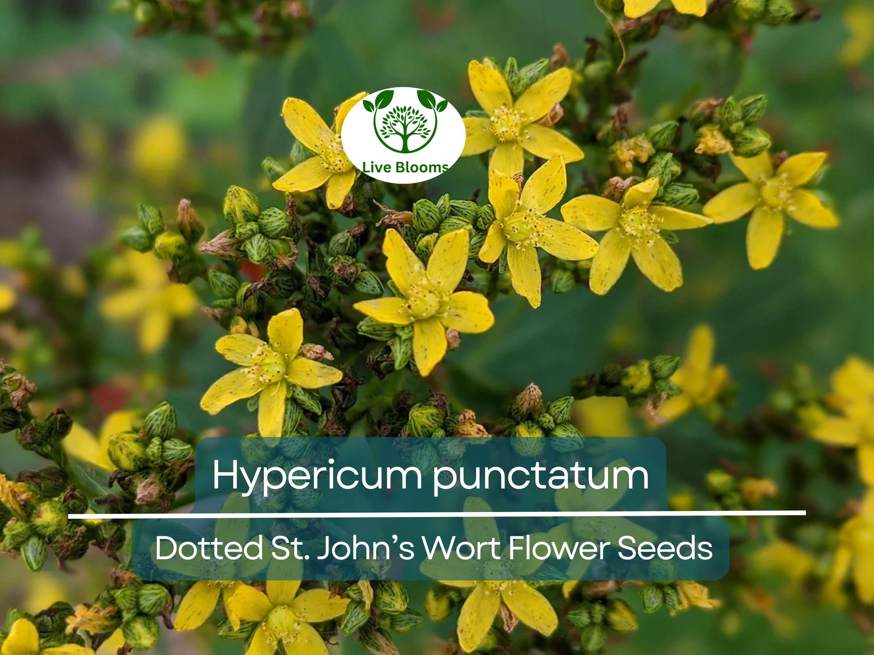 50 mg Seeds Hypericum punctatum (Dotted St. John's Wort) for Planting | Pollinator-Friendly Wildflower