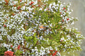 Juniperus virginiana – Eastern Red Cedar Seeds | 25 Seeds | Native Evergreen Conifer Tree | Hardy Landscape