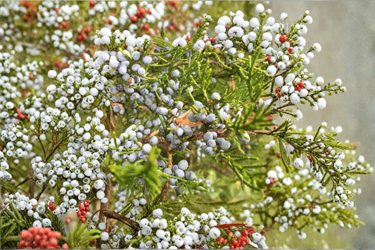 Juniperus virginiana – Eastern Red Cedar Seeds | 25 Seeds | Native Evergreen Conifer Tree | Hardy Landscape