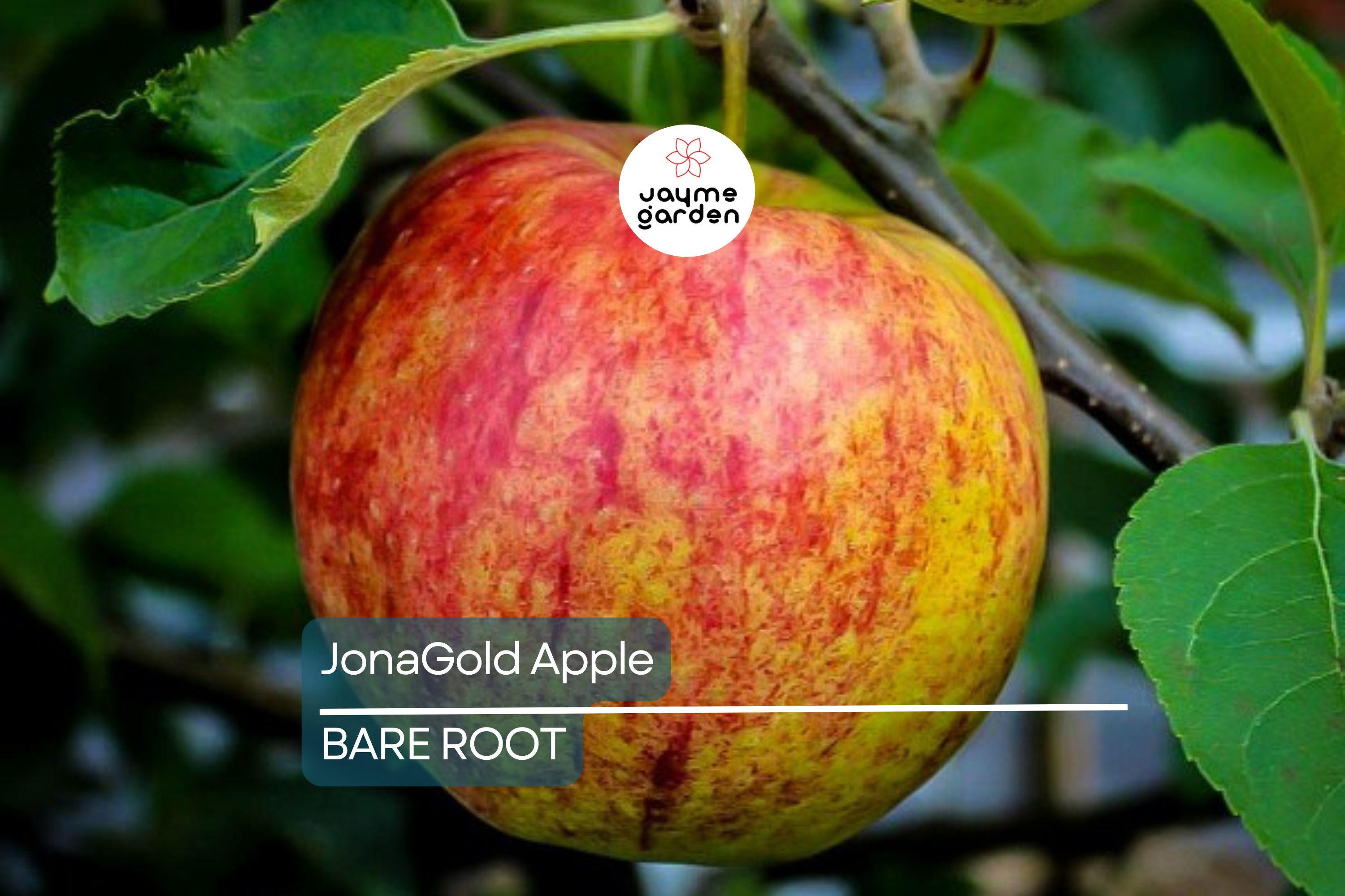 JonaGold Apple Tree 2-3ft | Live Bare Root Fruit Tree | Sweet-Tart Apples | Cold Hardy Zones 4-8