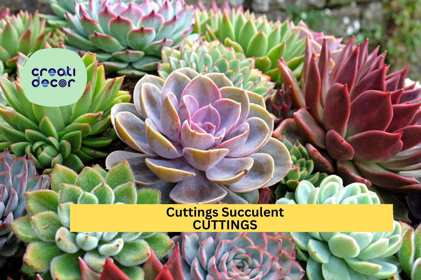 20 Succulent Cuttings | 10 Varieties No Duplicates | Premium Rare Assorted Starter Set for DIY Gardens, Terrariums, Gifts
