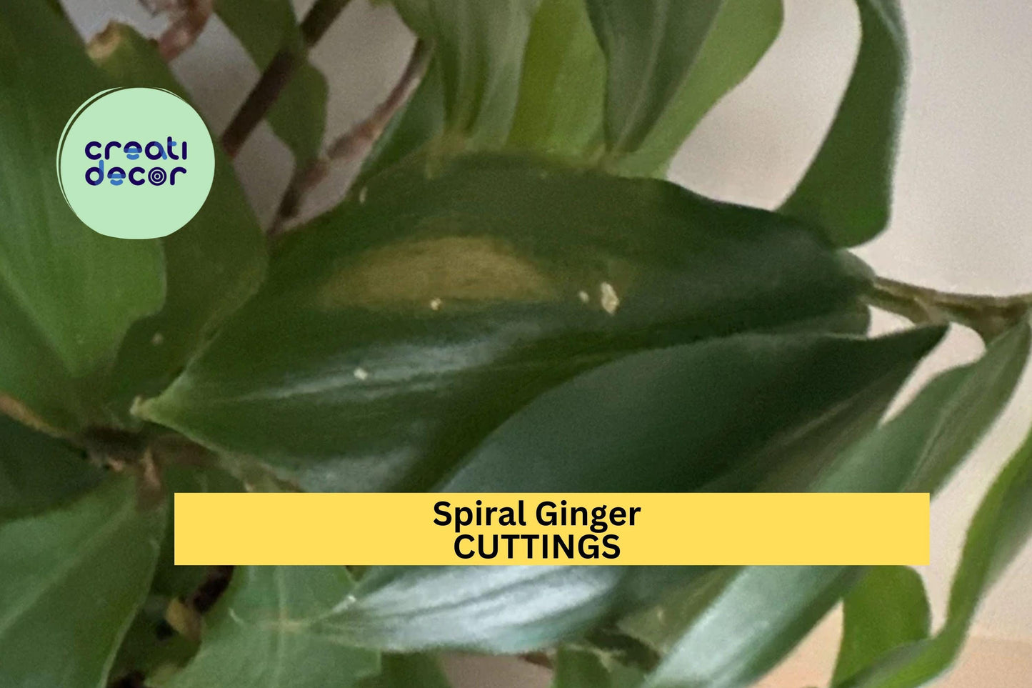 3 Costus Igneus Cuttings – 6–8” Ornamental Spiral Ginger | Tropical Fiery Stepladder Plant for Pots, Borders, or Warm Zone Gardens