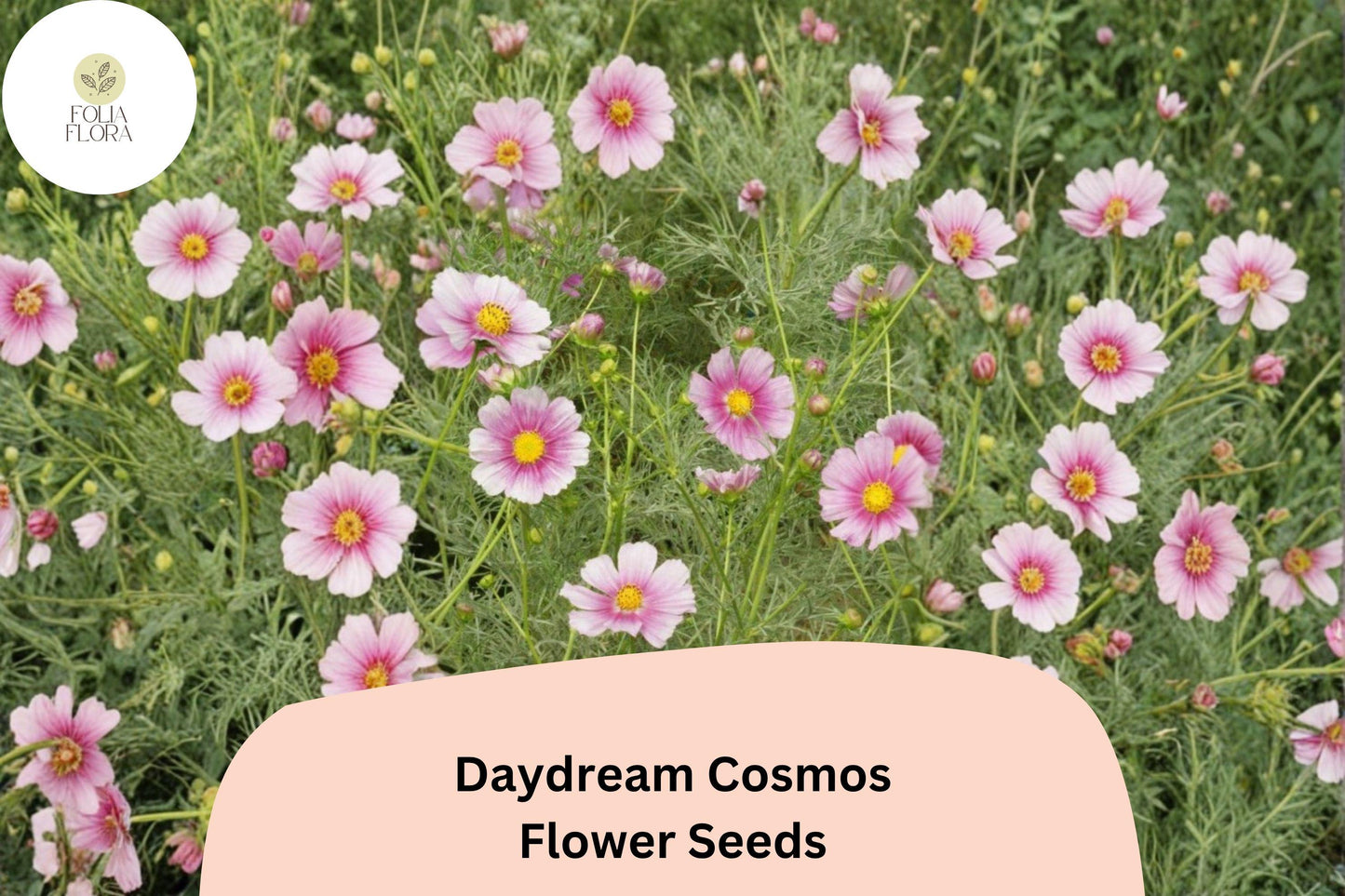 200+ Daydream Cosmos Seeds | Cosmos Bipinnatus Pink & White Bicolor Annual Flower Seeds