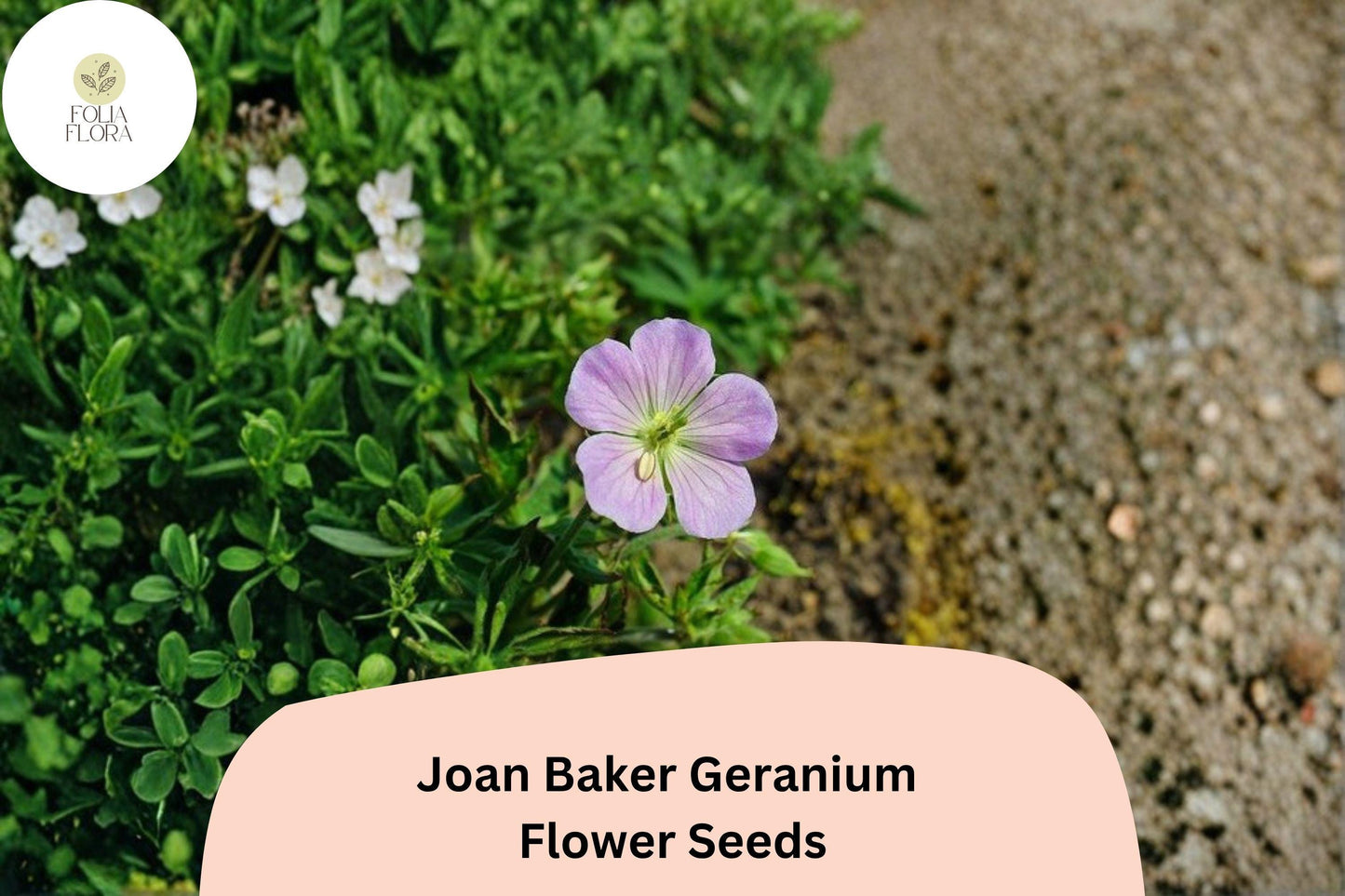 25+ Joan Baker Geranium Seeds for Garden Planting – Pink Flowers, Hardy Perennial, Easy to Grow