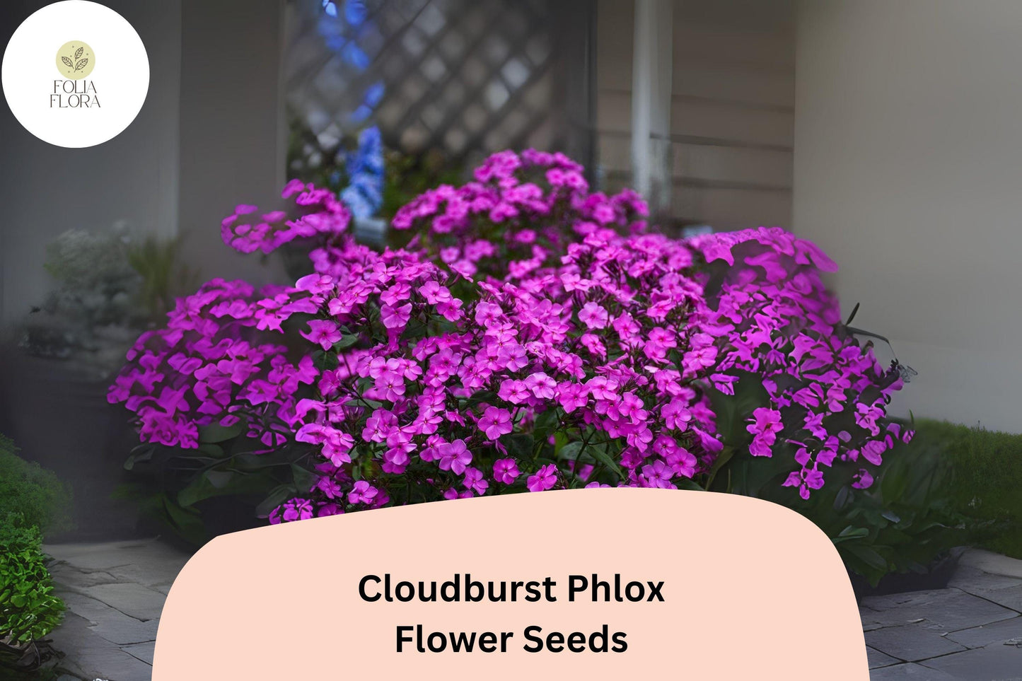 100+ Cloudburst Phlox Seeds for Garden Planting | Phlox paniculata Hybrid | Perennial Flower Seeds | Purple-Magenta Blooms