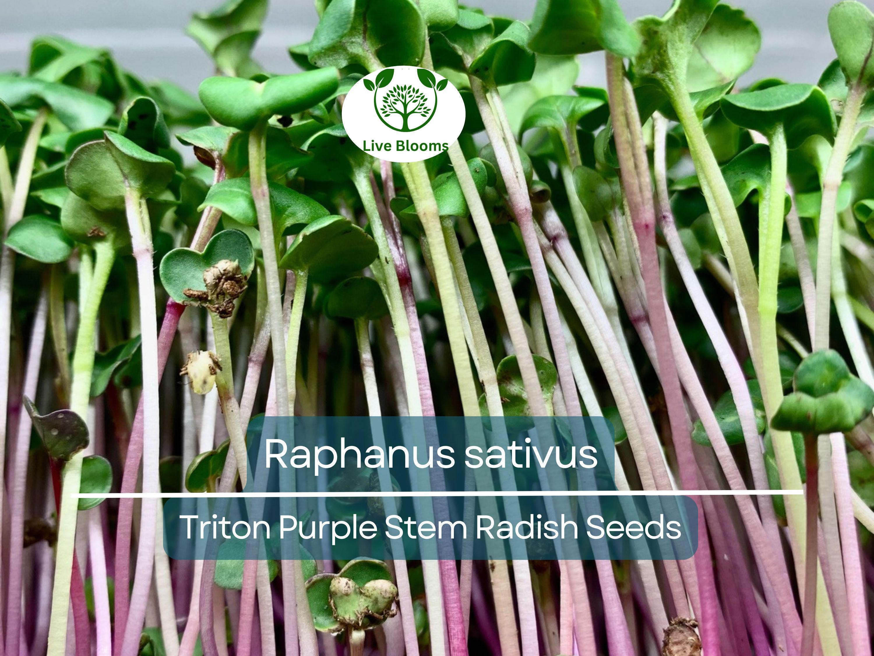 80 Seeds Radish Triton Purple Stem – Raphanus sativus | Heirloom Radish Seeds for Planting, Gardening & Crisp Purple Harvests
