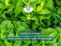 700 Seeds Buttercrunch Butterhead Lettuce – Lactuca sativa | Heirloom Lettuce Seeds for Planting, Gardening & Fresh, Tender Harvests