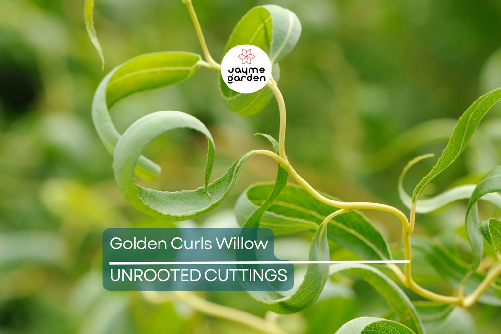 Rare Golden Curls Willow Tree Cutting | Live Dwarf Gold Dragon Claw Plant | Fast Growing Bonsai | Hardy Zones 3-10