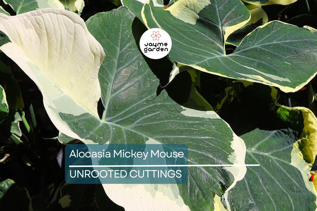 Alocasia Mickey Mouse Plant | Live Plant in 4” Pot | Exact Plant Shown | Unique Variegated Foliage | Indoor Houseplant