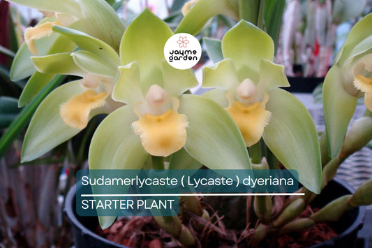 Sudamerlycaste Lycaste Dyeriana Orchid Species Seedling | Rare Multicolor Potted Orchid | Perfect for Indoor & Outdoor Cultivation