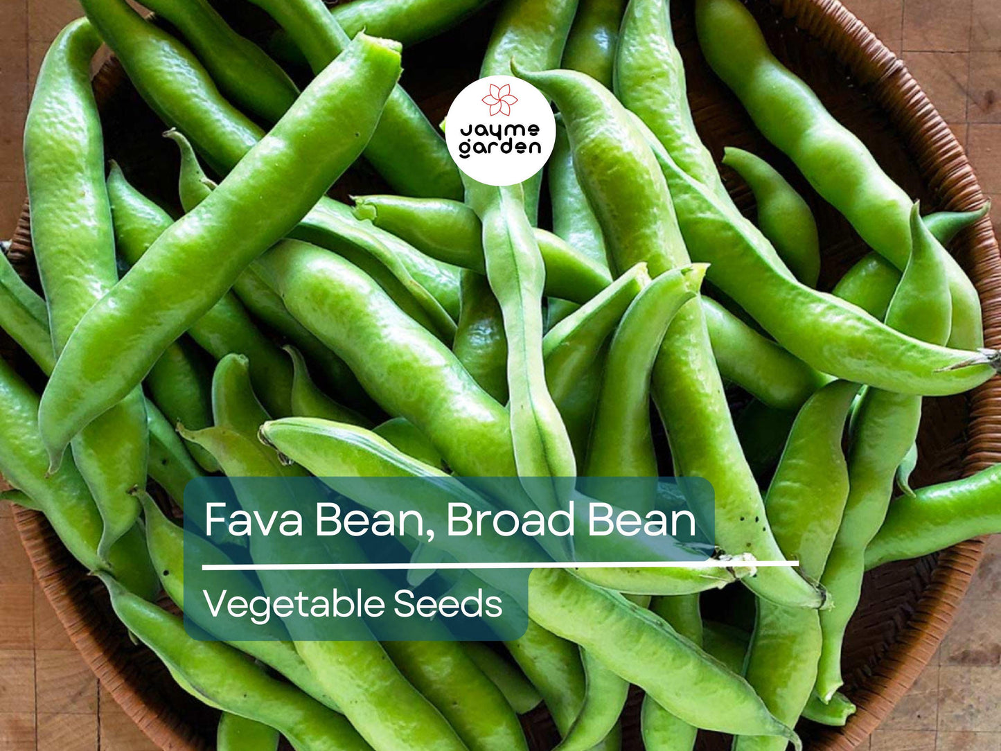 Fava Bean 5 Gram Seeds - Heirloom Non-GMO Broad Beans for Planting - High-Yield, Protein-Rich Beans for Garden Beds & Raised Beds
