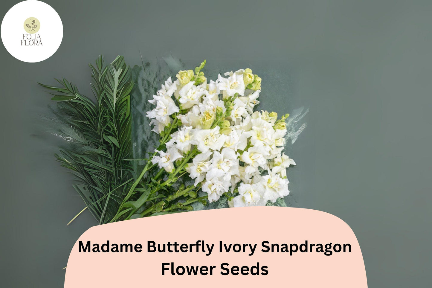 Antirrhinum majus Madame Butterfly Ivory Snapdragon Seeds – 1000+ Ruffled Blooms for Garden & Cut Flowers