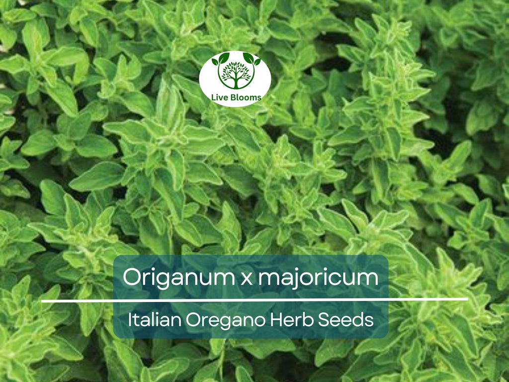 100 Italian Oregano Seeds for Planting - Origanum x majoricum - Aromatic Herb for Cooking, Mediterranean Dishes, Kitchen & Herb Gardens