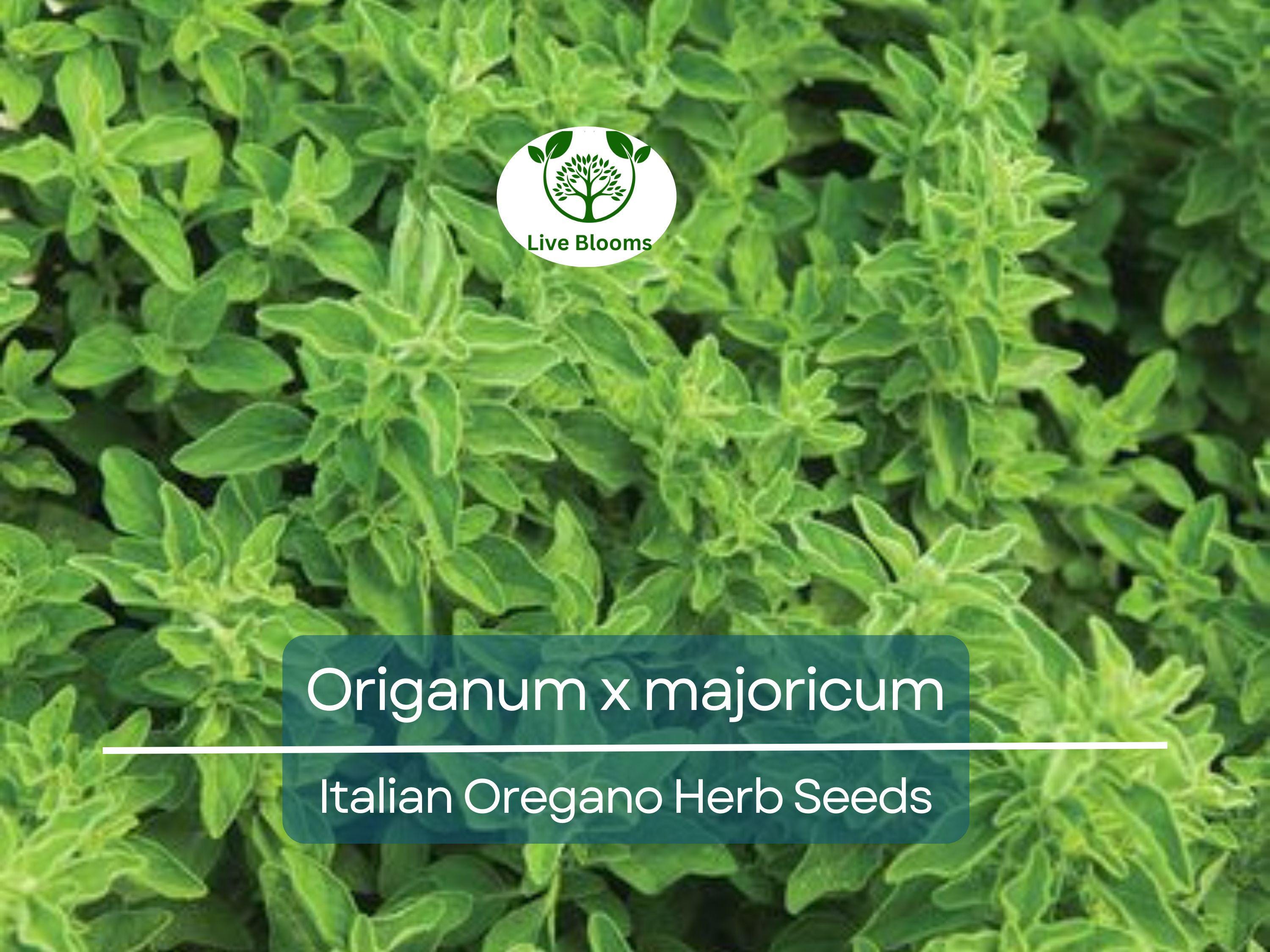 100 Italian Oregano Seeds for Planting - Origanum x majoricum - Aromatic Herb for Cooking, Mediterranean Dishes, Kitchen & Herb Gardens