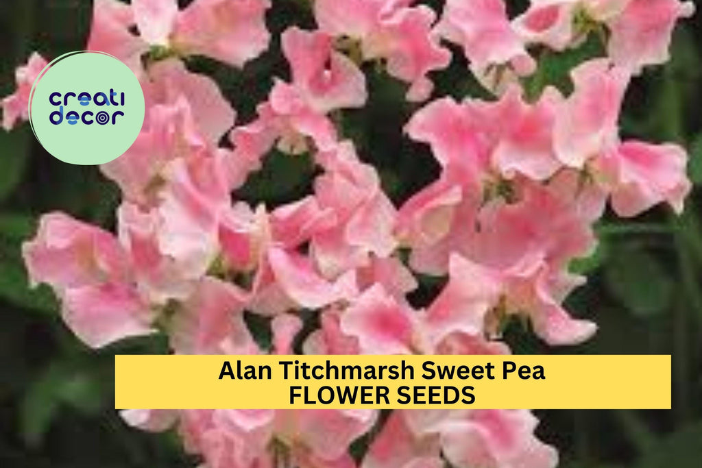50+ Alan Titchmarsh Sweet Pea Seeds – Fragrant Lavender-Blue Blooms for Garden Planting, Climbing Vines for Trellises – USA