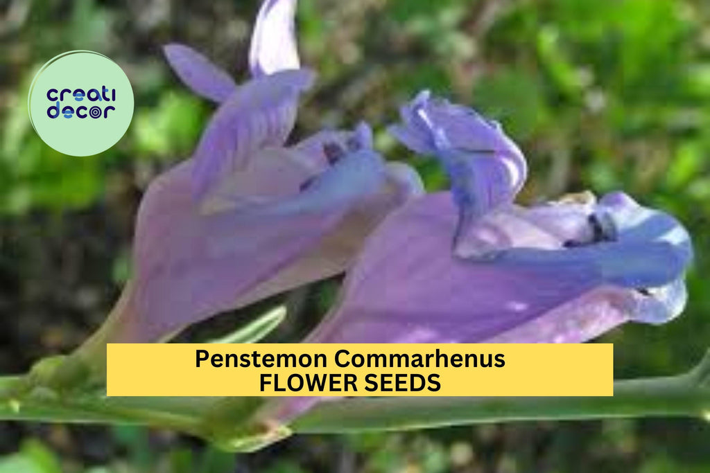 3pcs of 100mg Penstemon commarhenus Seeds – Dusky Beardtongue for Dry Native Gardens, Rocky Beds, or Pollinator Borders Seeds for Planting