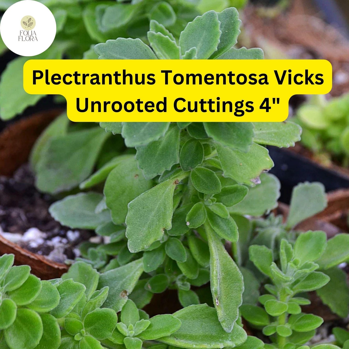 Plectranthus tomentosa ‘Vicks Plant’ | 3 Unrooted 4" Live Succulent Cuttings | Fragrant, Fuzzy Leaves, Easy-Care