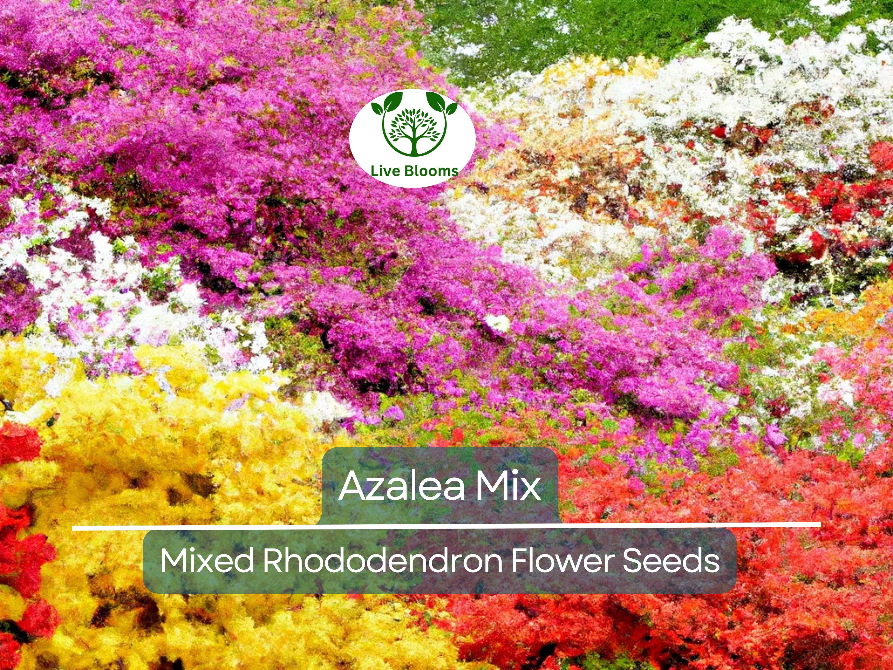 50 Azalea Seed Mix, Mixed Rhododendron Flower Colors, Colorful Shrub Bush, Hardy Perennial, for Gardens, Landscapes & Floral Arrangements