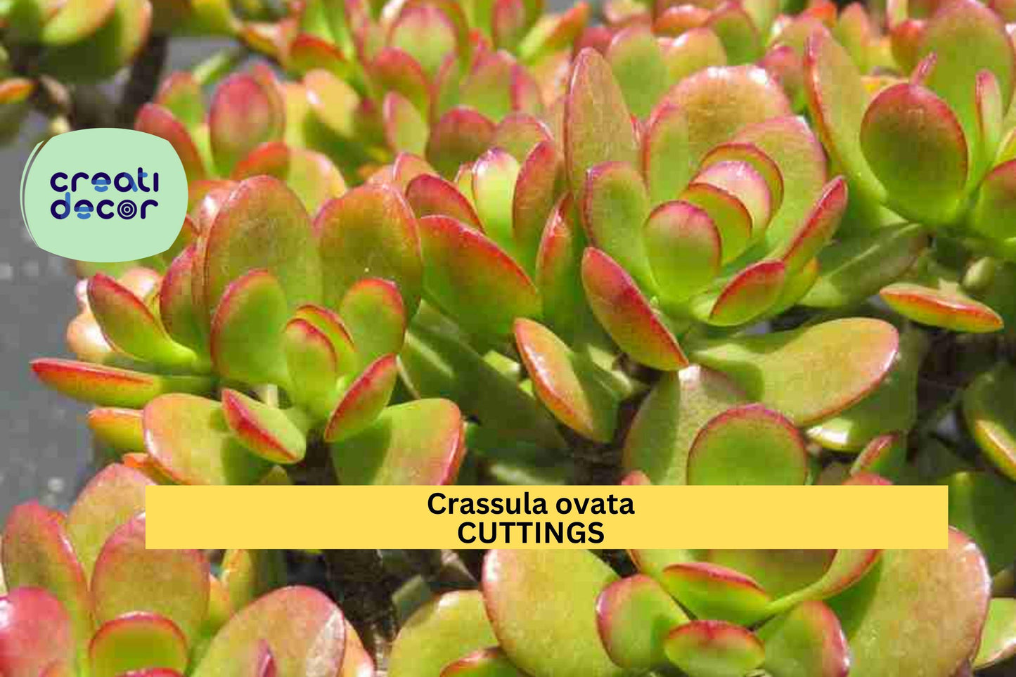 2 Jade Plant Cuttings – Crassula ovata 3–5” Unrooted Stems | Classic Succulent for Pots, Bonsai, or Indoor Houseplant Collections