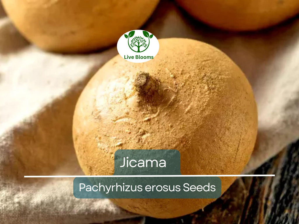 40 Jicama Seeds - Mexican Yam Bean (Pachyrhizus erosus) - Non-GMO Tuber Vegetable, Root Potato, and Edible Fruit for Garden or Farm
