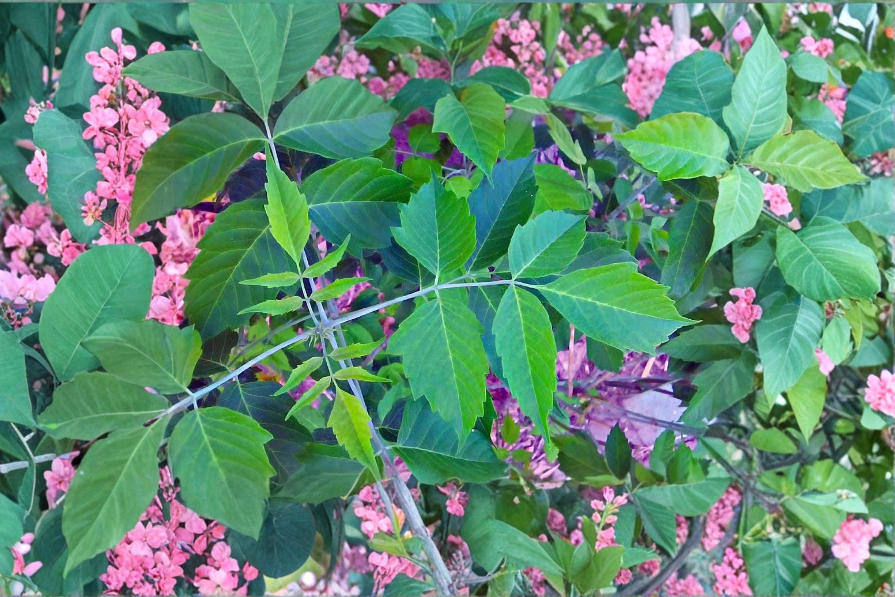 Boxelder Maple – Acer negundo 10 Seeds | Fast-Growing Native Maple | Hardy Shade Tree | Adaptable Deciduous Tree
