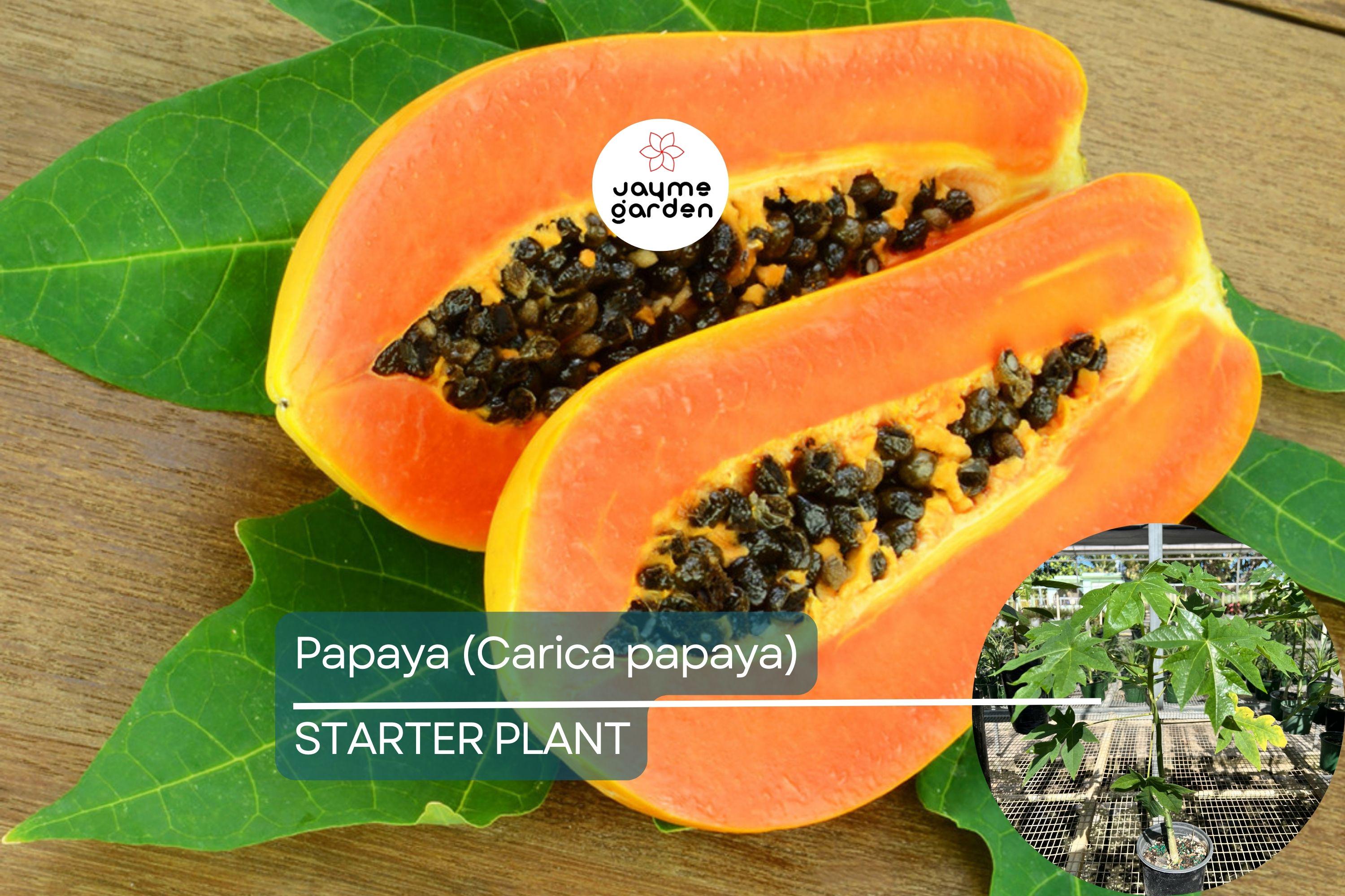 Papaya Tree (Carica papaya) Live Tropical Fruit Tree 1’-2’ | Sweet Flavor, Juicy Texture, and Easy to Grow