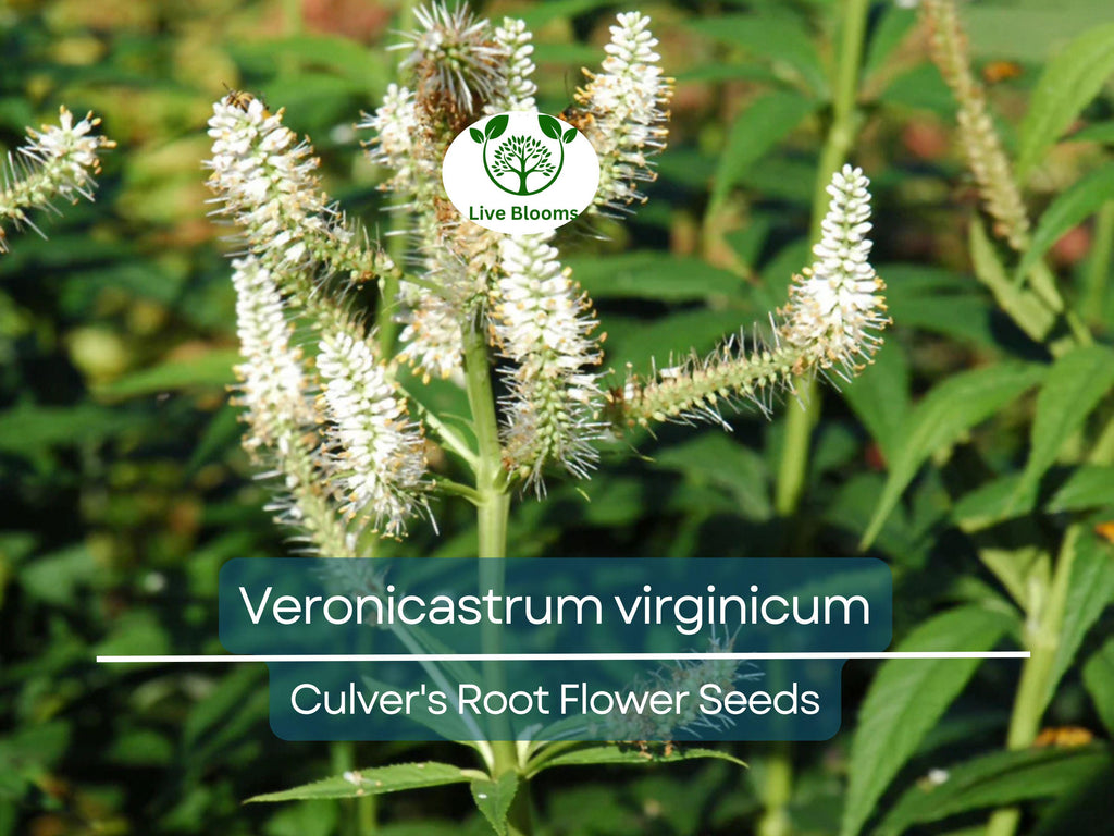 2800 Seeds Veronicastrum Virginicum Culver's Root, Perennial Plant, Native, Flowering, Pollinator-Friendly, Garden, Landscape
