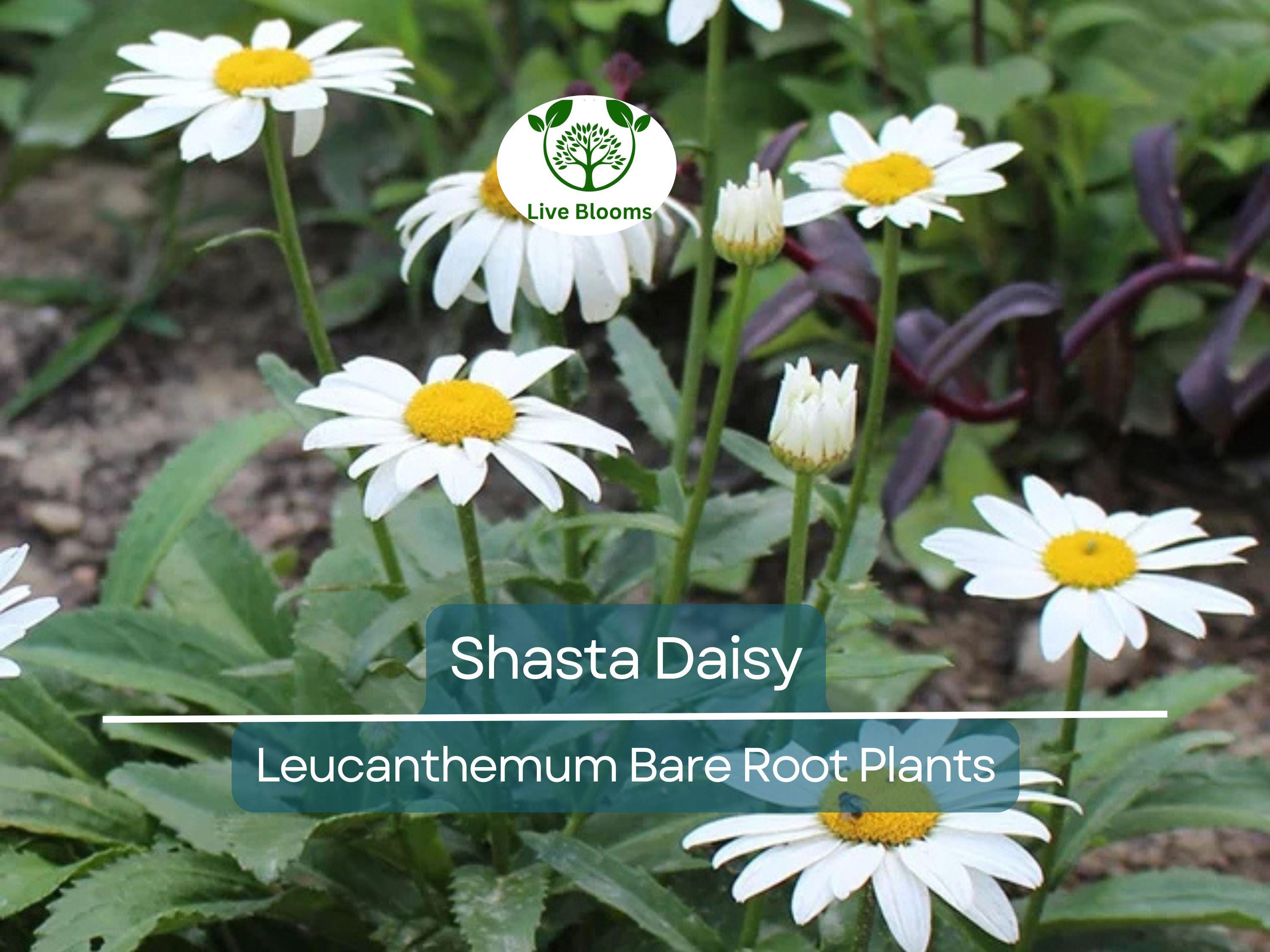 1 Shasta Daisy – Live Bare Root Perennial Plant – Classic White Summer Blooms – Easy-Care Garden Flower for Borders & Pollinators