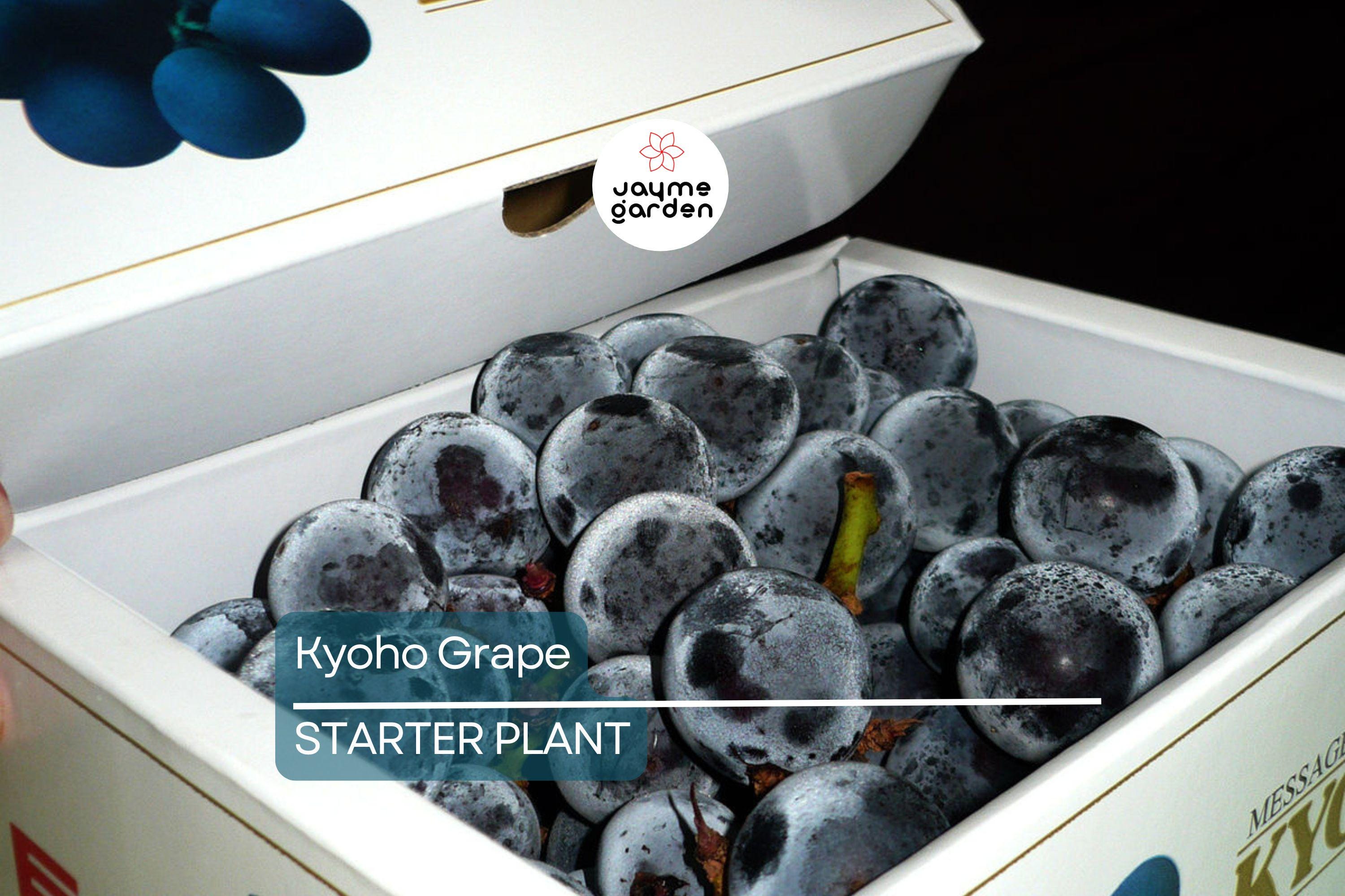 Kyoho Grape Seedling | 8” Live Starter Plant | Sweet Purple Grapes | Ready to Plant | Low Maintenance Vine for Sub-Tropical Gardens