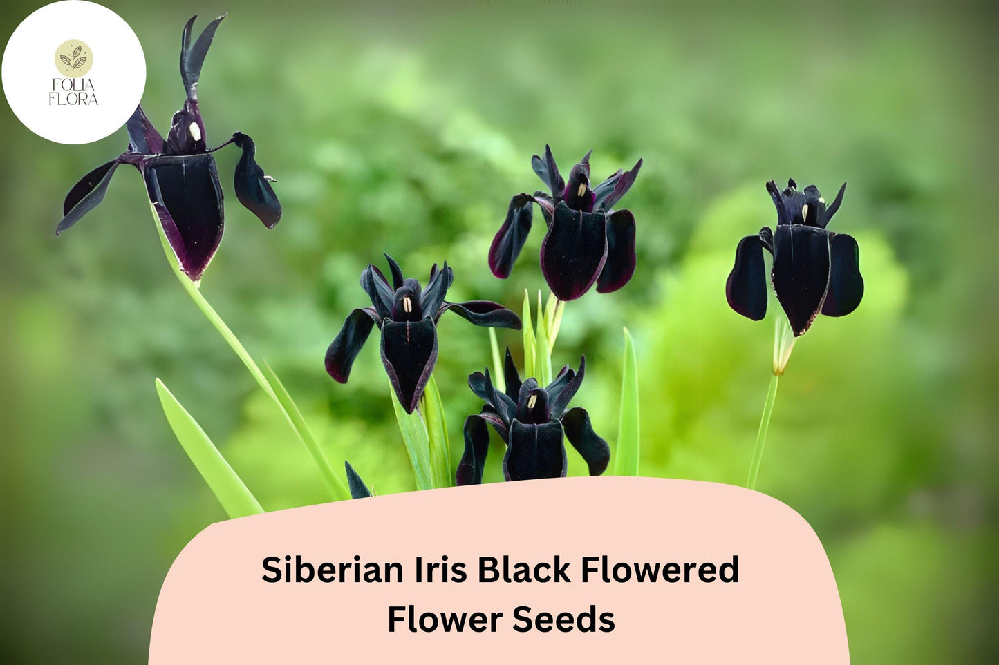 30pcs Siberian Iris Seeds – Velvety Black Blooms for Elegant Garden Beauty