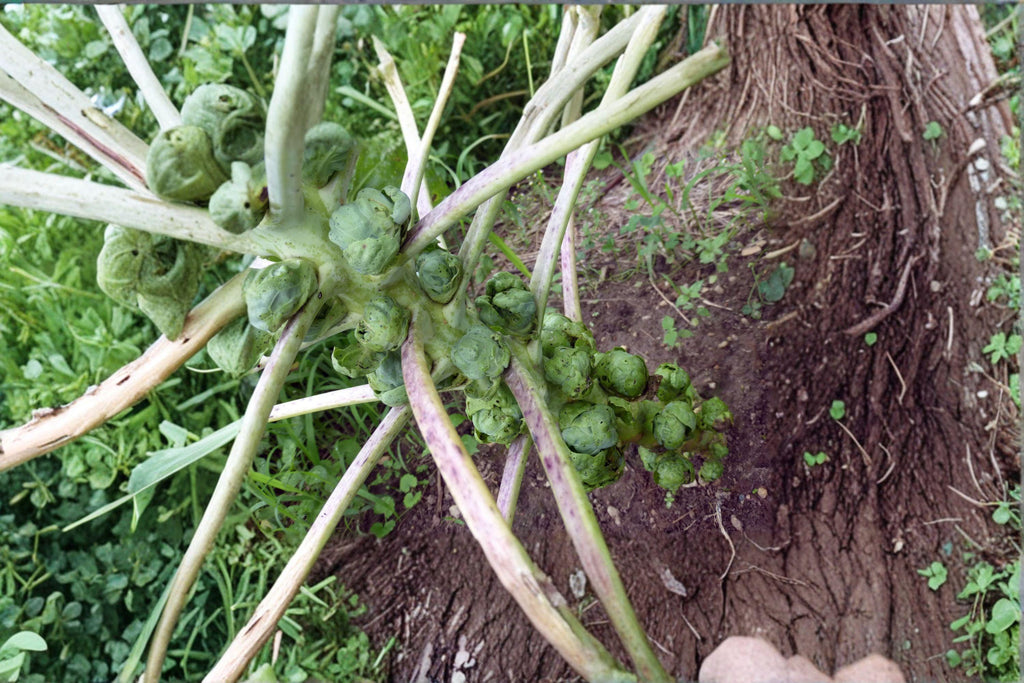 Brussels Sprouts – Catskill 250 Seeds | Cold-Hardy Heirloom | Compact Plants | Sweet Flavor After Frost