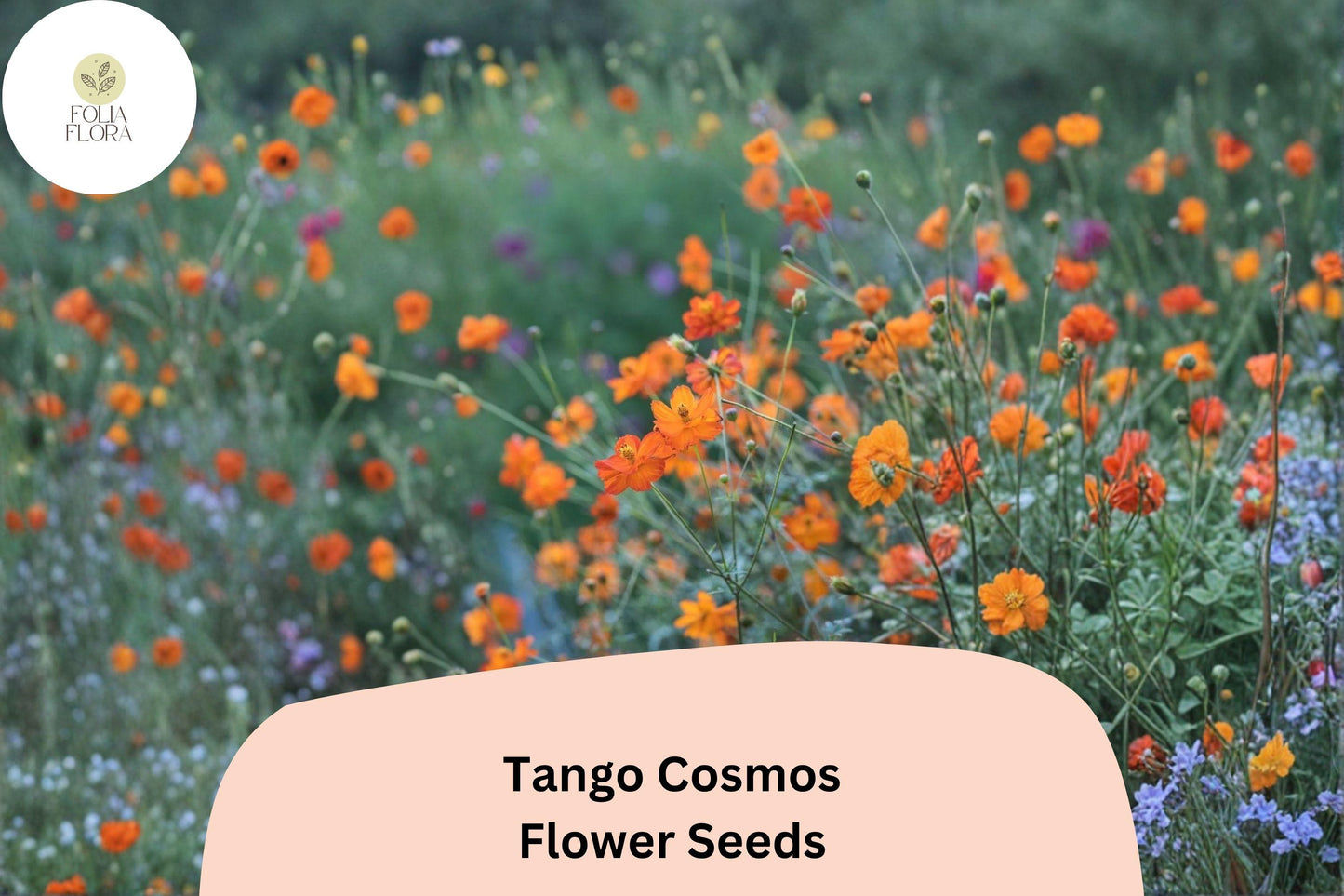 200+ Tango Cosmos Seeds | Cosmos sulphureus Fiery Orange Blooms | Hardy Annual Flower Seeds for Garden