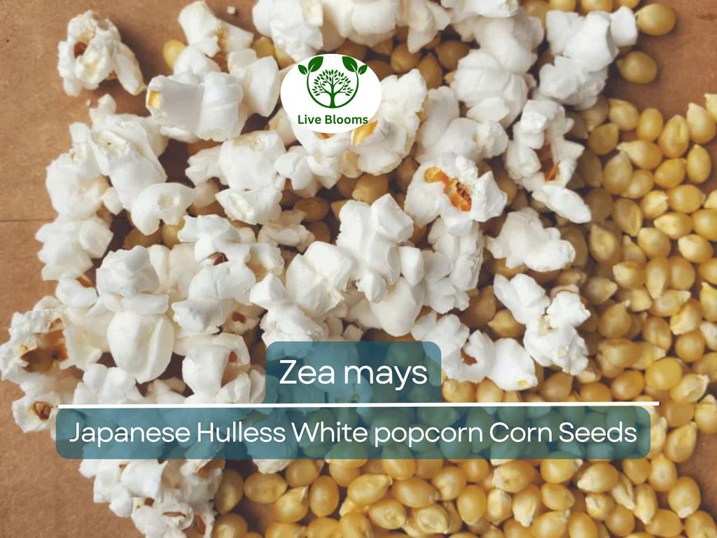 50 Seeds Popcorn Japanese Hulless White Baby Corn - Zea mays | Heirloom Popcorn Seeds for Planting & Homegrown Snacks