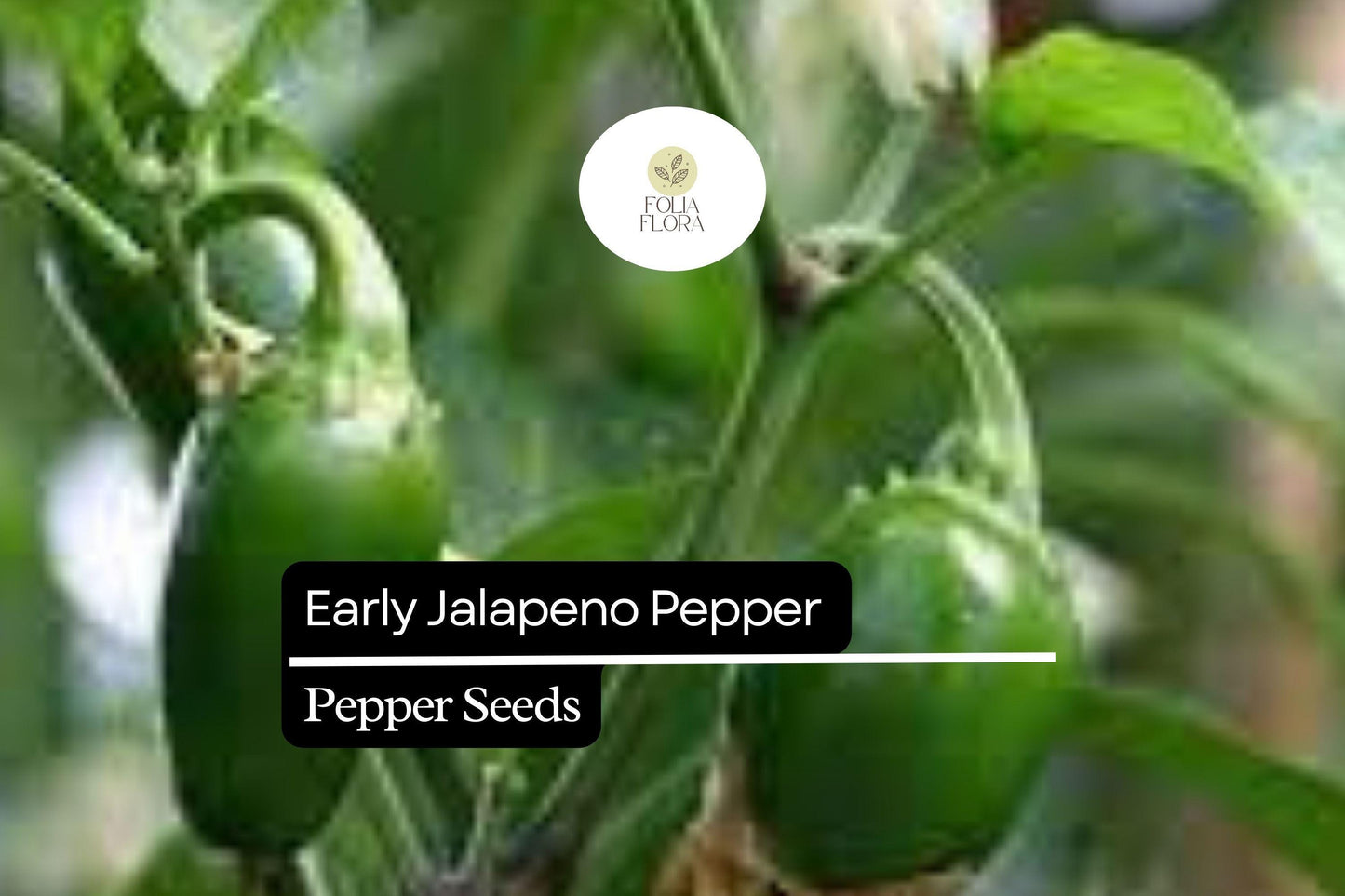 25 Early Jalapeño Pepper Seeds – Capsicum annuum – Heirloom, Spicy Chili, Fast-Maturing, Non-GMO, Perfect for Salsas & Pickling