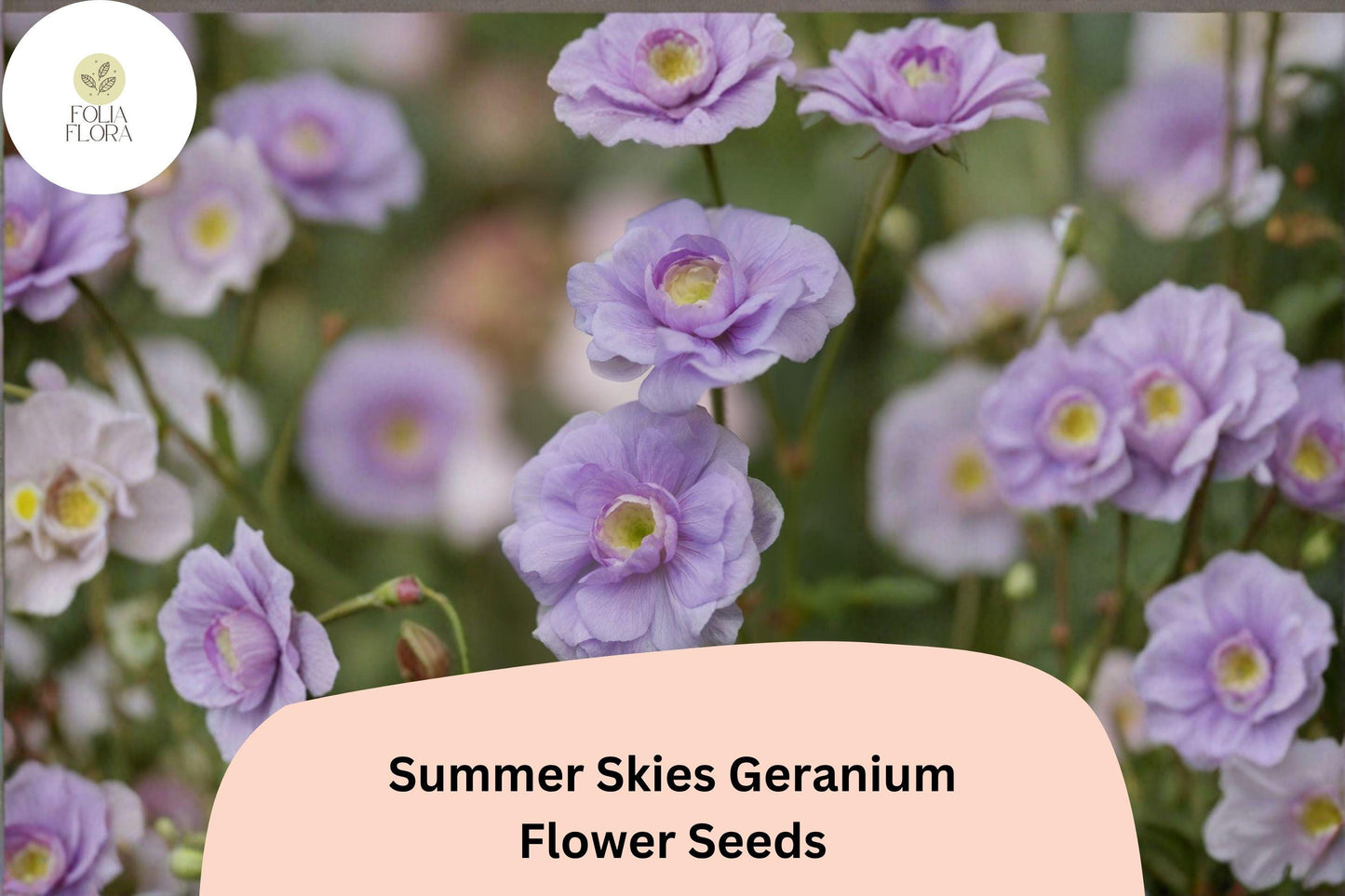 25+ Summer Skies Geranium Seeds | Hardy Perennial Cranesbill | Lavender Blue Blooms for Garden Borders