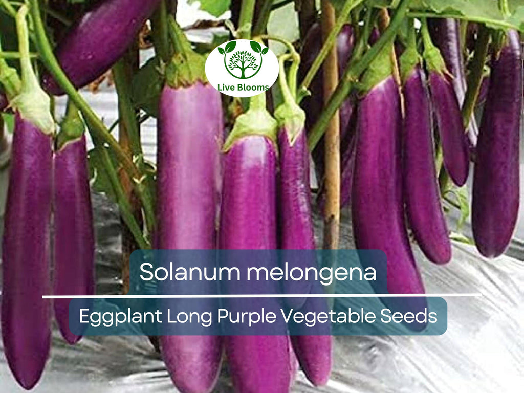 50 Seeds Eggplant Long Purple (Solanum melongena) - Non-GMO, Heirloom, Slim, Long, Easy to Grow, Perfect for Garden, Organic Planting
