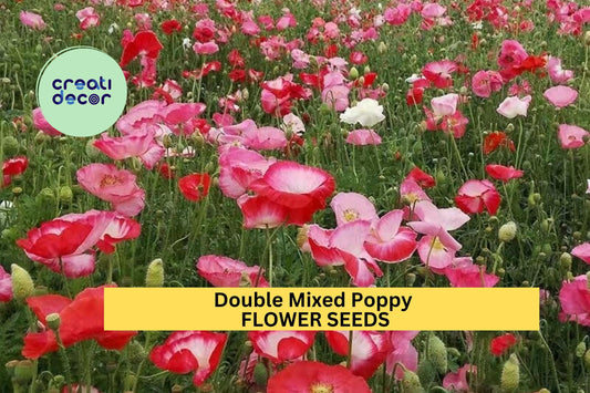 200+ Double Mixed Poppy Seeds – Ruffled Blooms in Mixed Colors for Garden Planting, Cottage-Style Annuals for Beds & Borders – USA