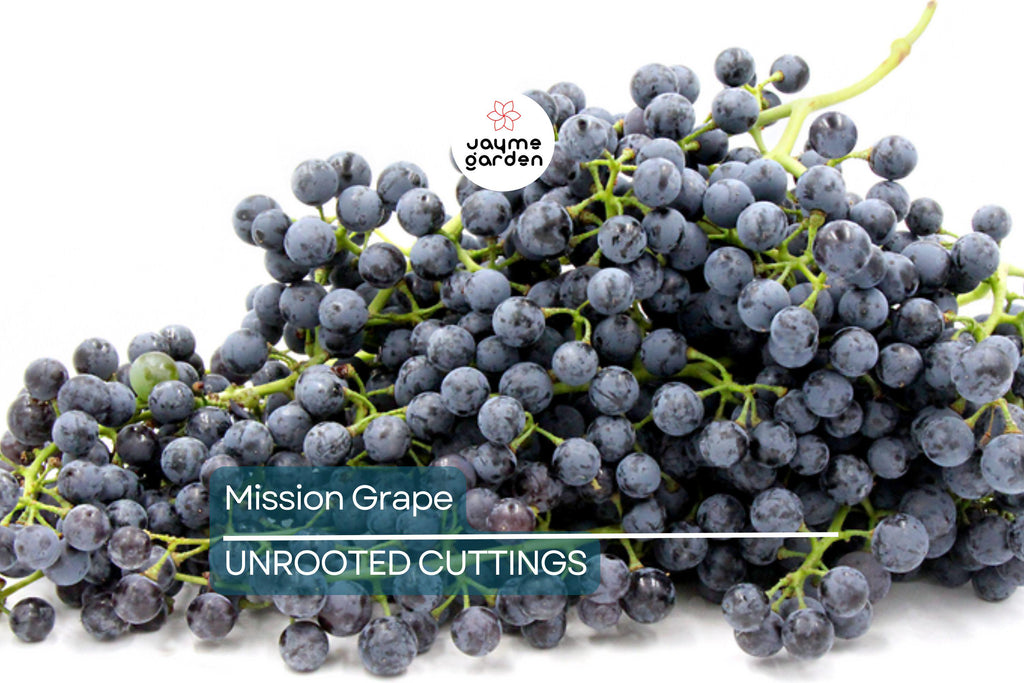 5 Mission Grape Unrooted Cuttings (6-12") - Historic California Variety from 1700s - Ideal for Mediterranean Climates
