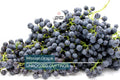 5 Mission Grape Unrooted Cuttings (6-12") - Historic California Variety from 1700s - Ideal for Mediterranean Climates