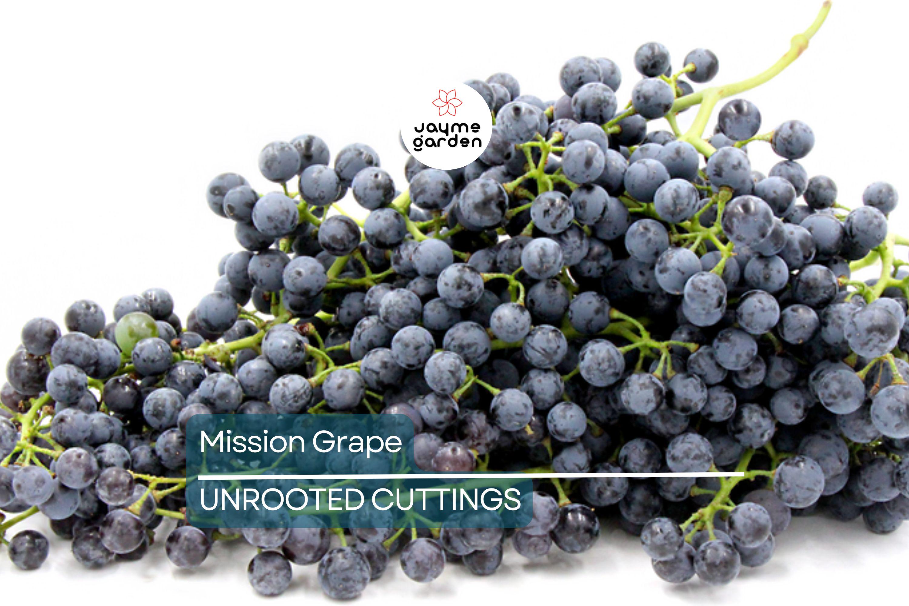 5 Mission Grape Unrooted Cuttings (6-12") - Historic California Variety from 1700s - Ideal for Mediterranean Climates