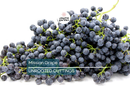 5 Mission Grape Unrooted Cuttings (6-12") - Historic California Variety from 1700s - Ideal for Mediterranean Climates