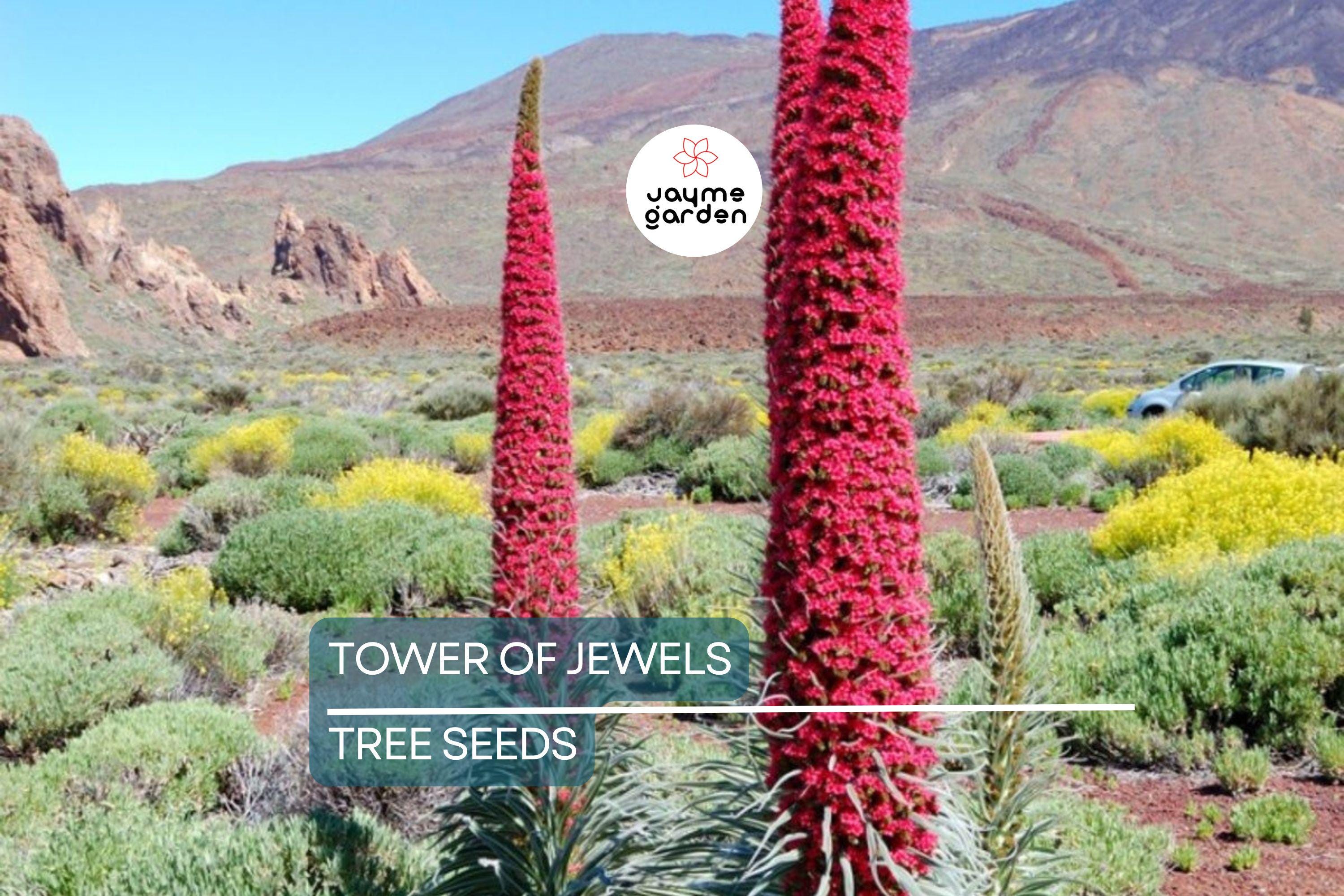 20 Tower of Jewels Seeds (Echium wildpretii) – 7 Ft Tall Hummingbird Flower, Rare Pink-Red Blooms for Garden