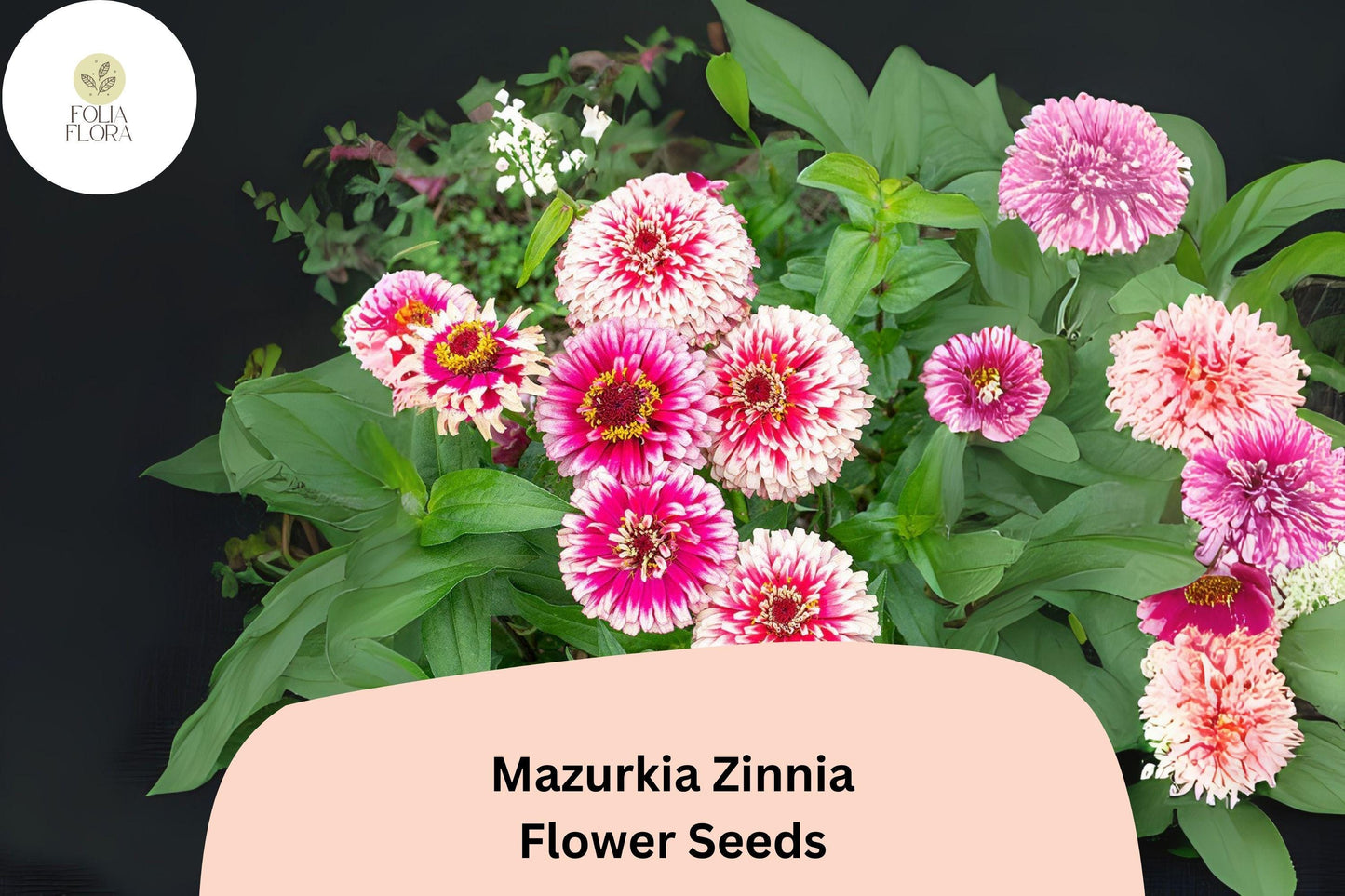 Mazurkia Zinnia Seeds: Pink & White Bicolor Blooms, Pollinator Garden
