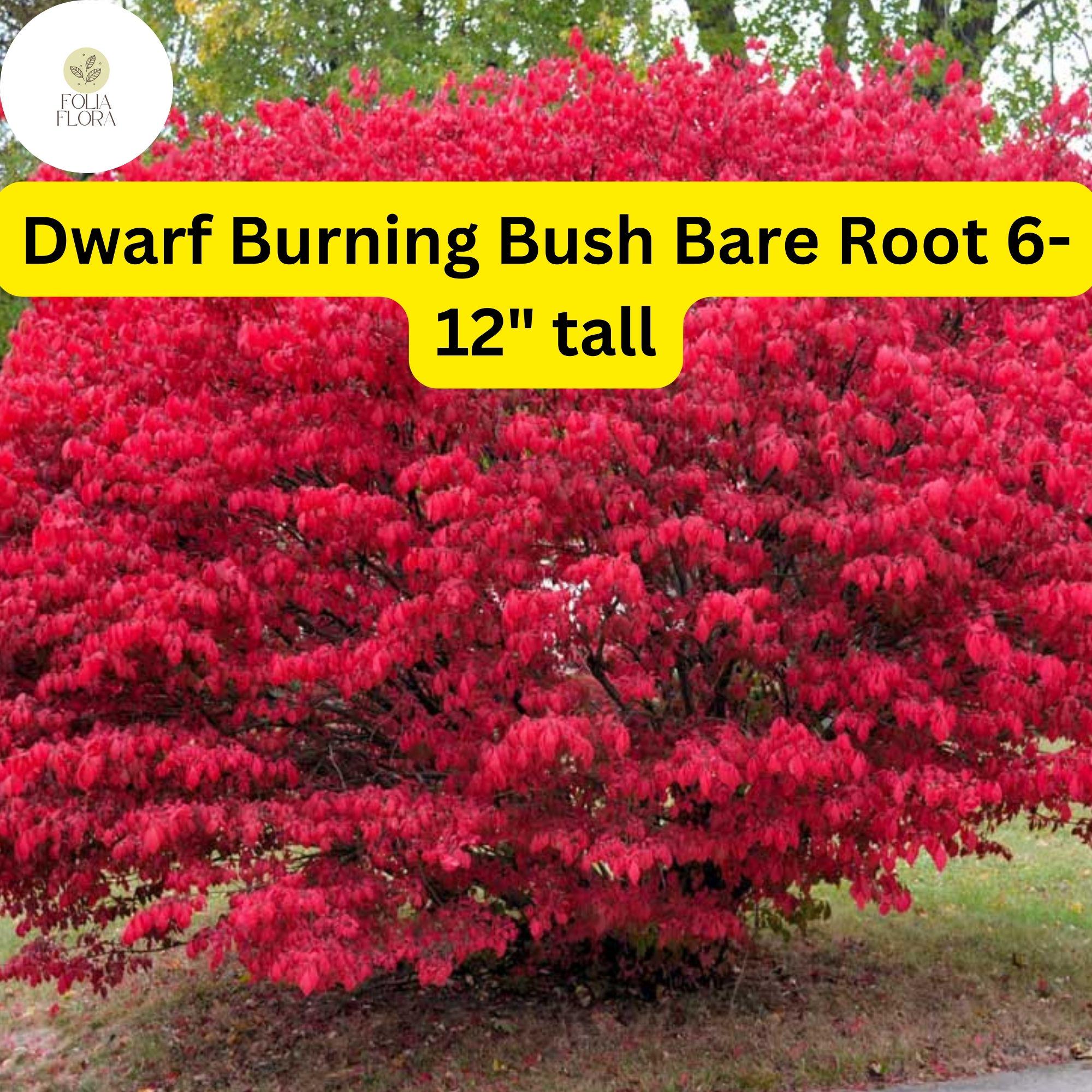 1 Dwarf Burning Bush Bare Root (Euonymus alatus) – Hardy Shrub for Vibrant Red Foliage