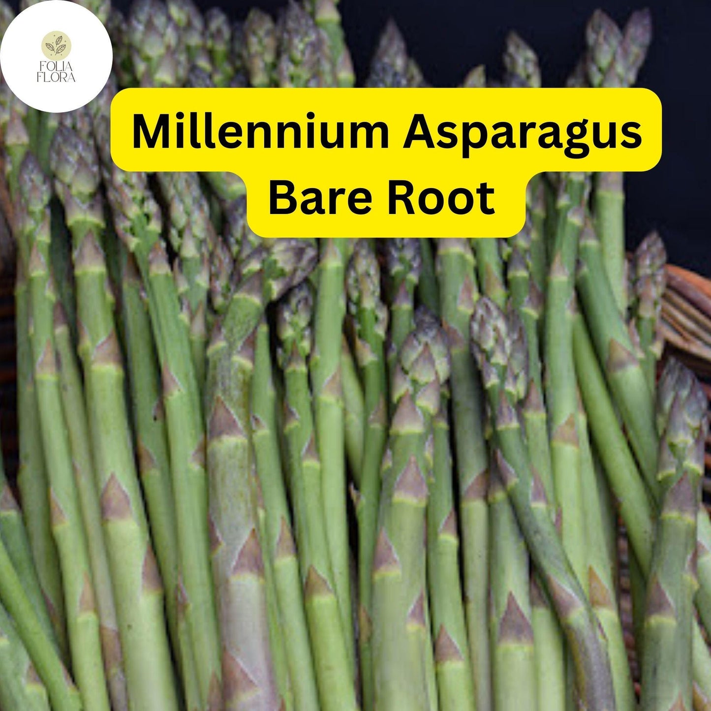 Bare Root Plants Millennium Live Asparagus, 2-Year Crowns, Asparagus officinalis, High Yield, Easy to Grow