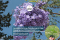 Jacaranda Blue Flamboyant Tree (Jacaranda Mimosifolia) 8”-18” – Exotic Purple Blooms for Your Tropical Garden!