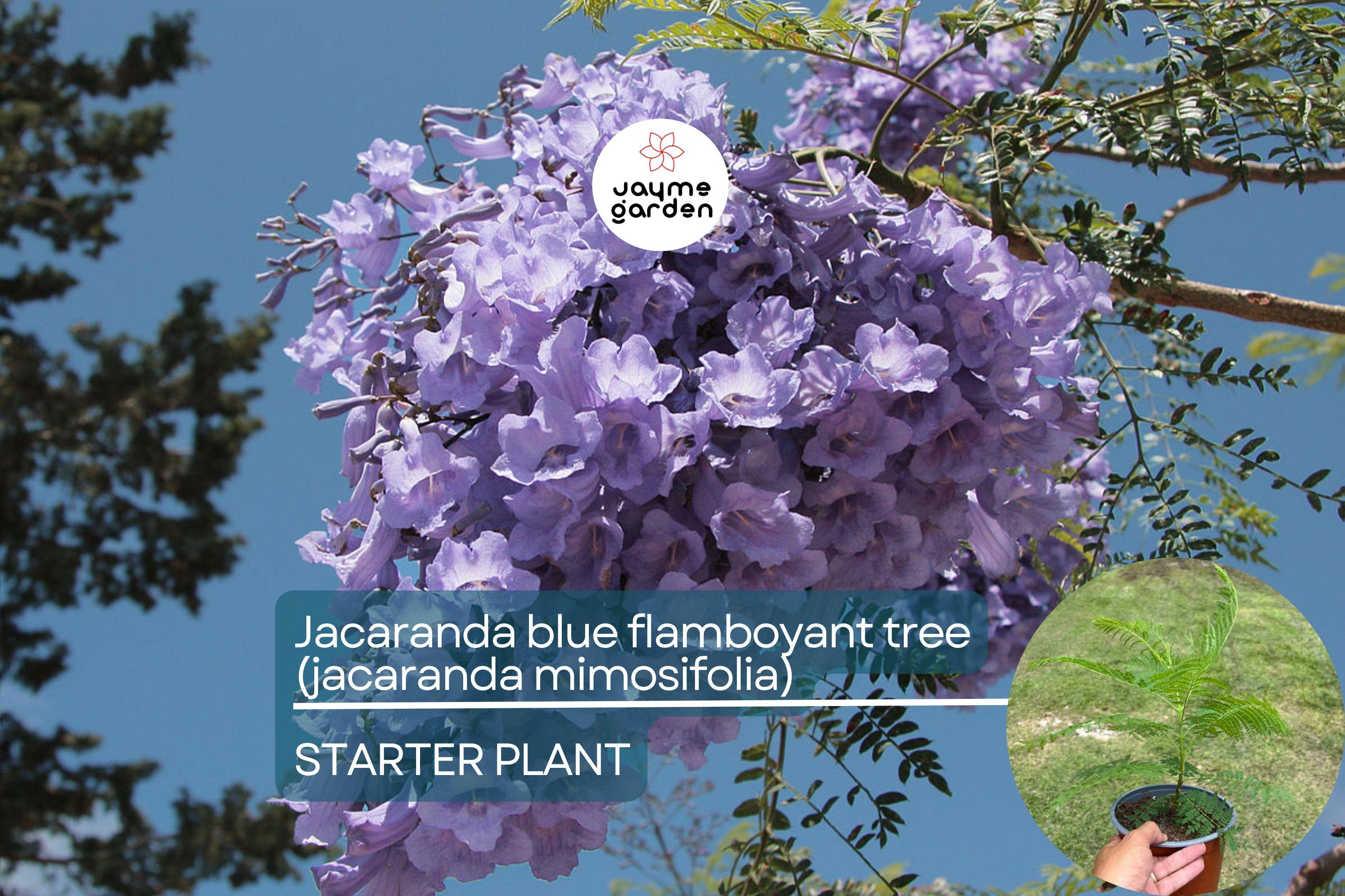 Jacaranda Blue Flamboyant Tree (Jacaranda Mimosifolia) 8”-18” – Exotic Purple Blooms for Your Tropical Garden!