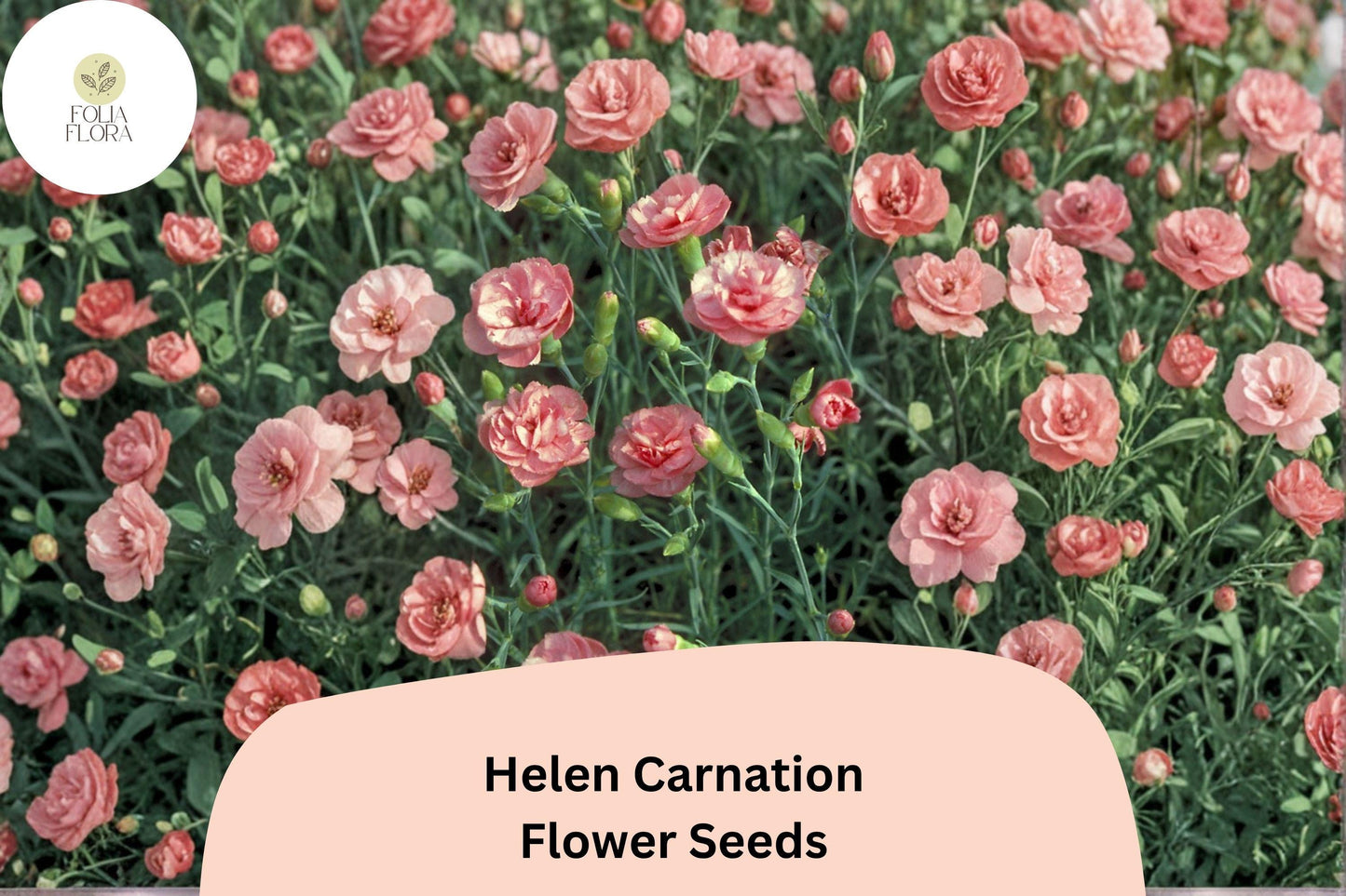 200+ Helen Carnation Seeds: Soft Pink Double Blooms, Fragrant Hardy Perennial Dianthus