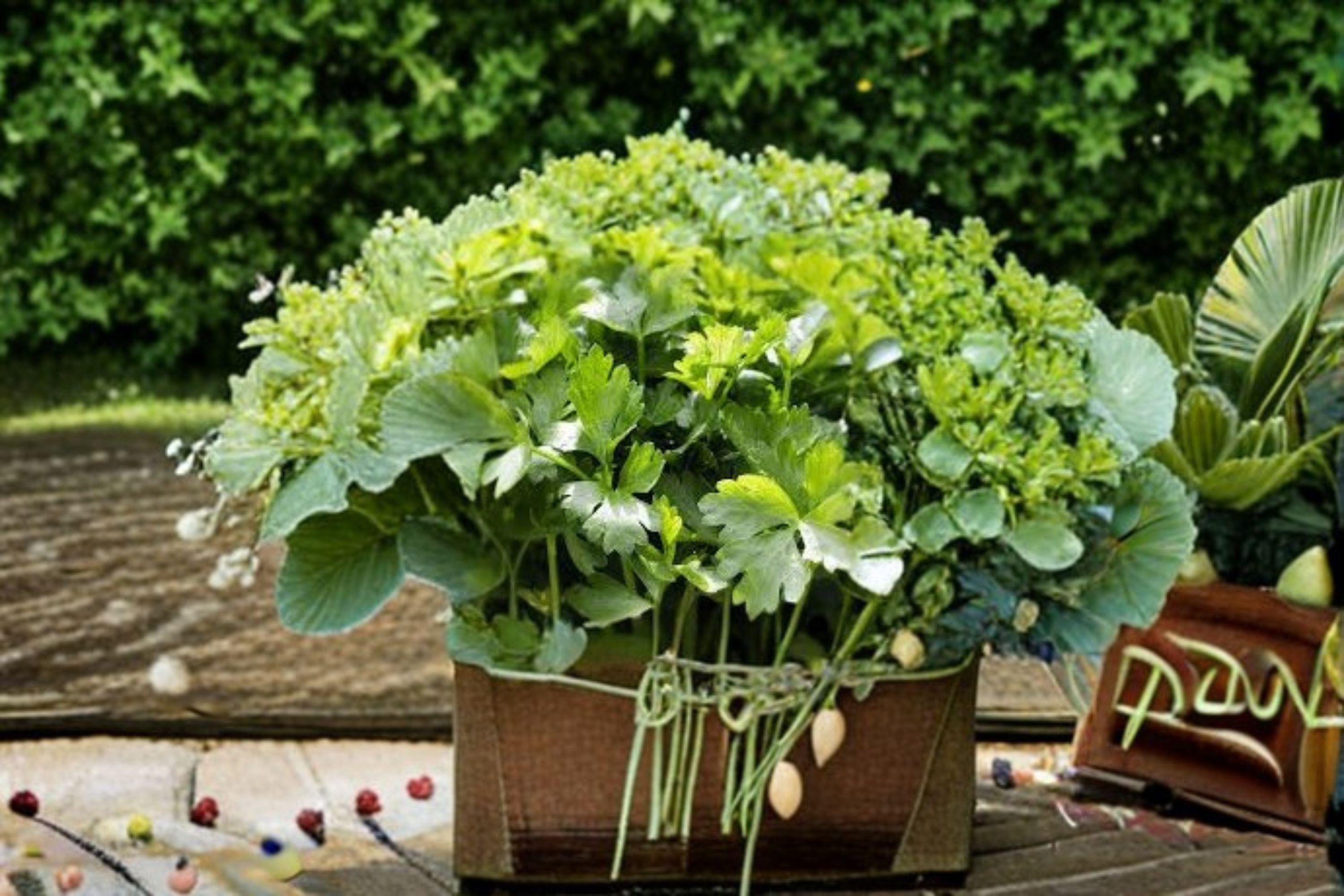 Cilantro – Leisure Coriander 175 Seeds | Slow-Bolting Variety | Leaf & Seed Use | Fresh Garden Flavor